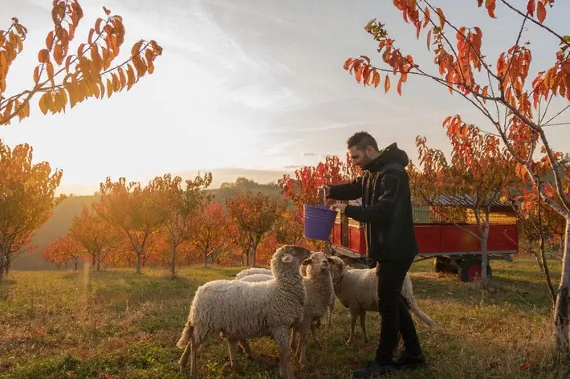 Prestigious award to the SHEEP-UP project