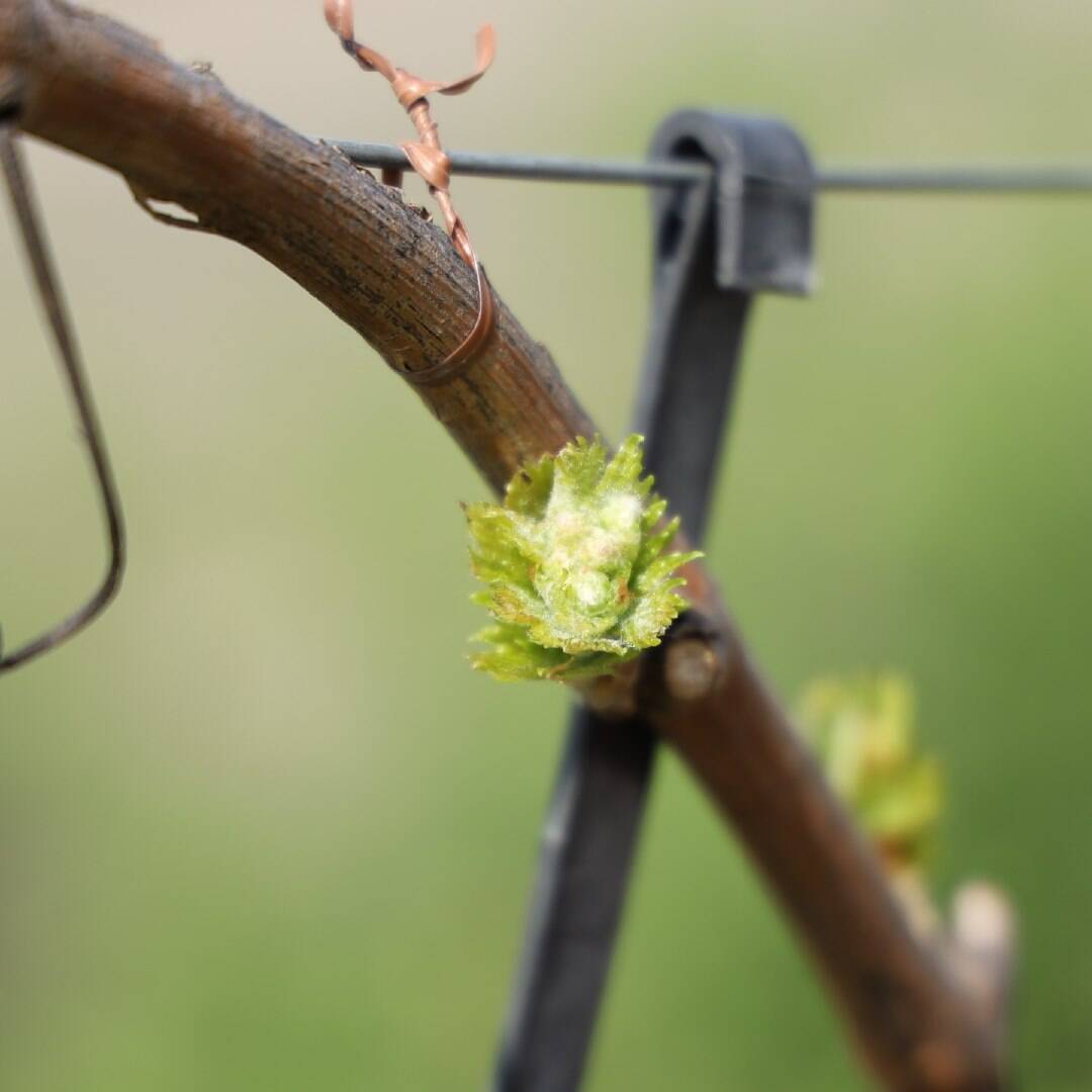 Oli essenziali Pernigo Valpantena Valpolicella