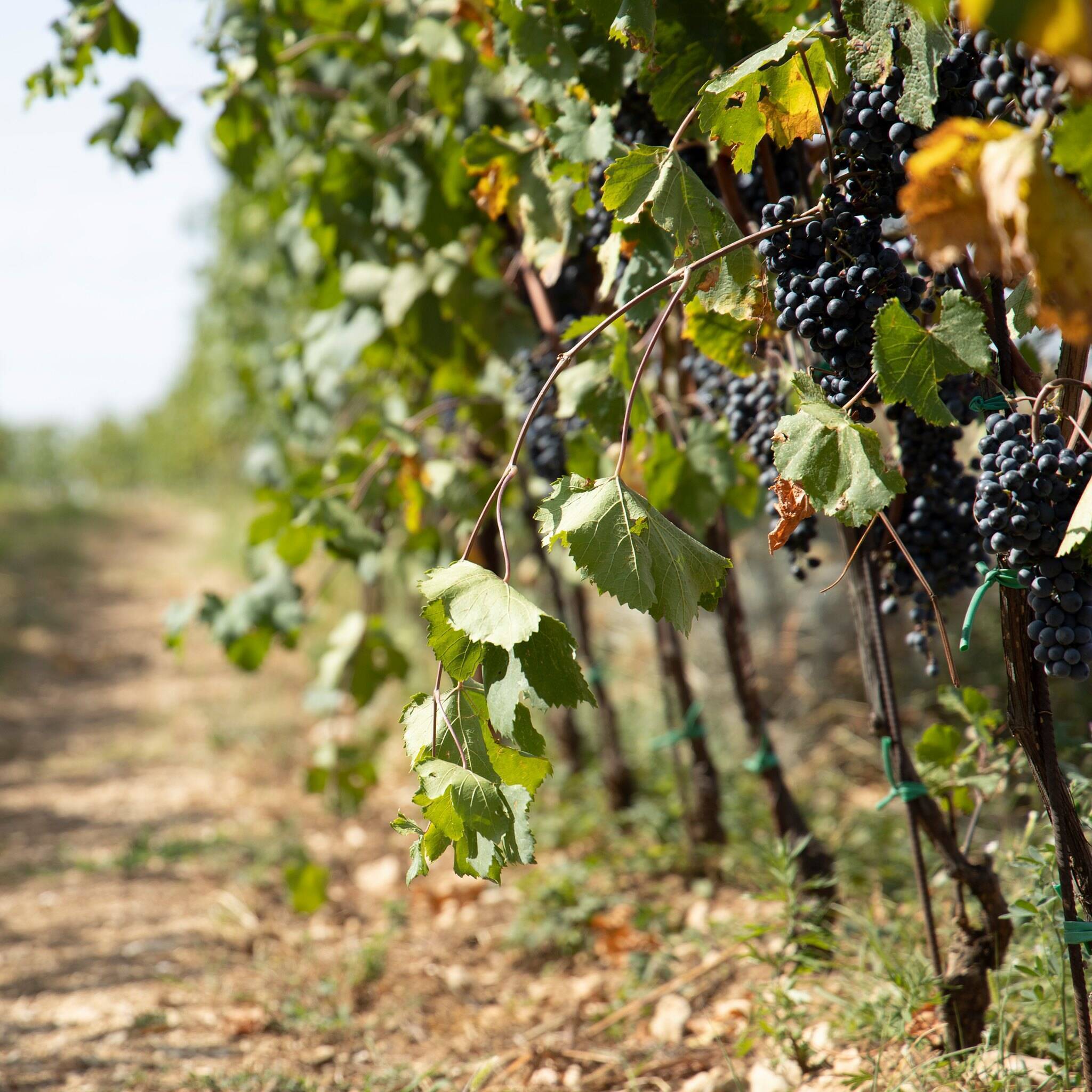 Miele Pernigo Valpantena Valpolicella