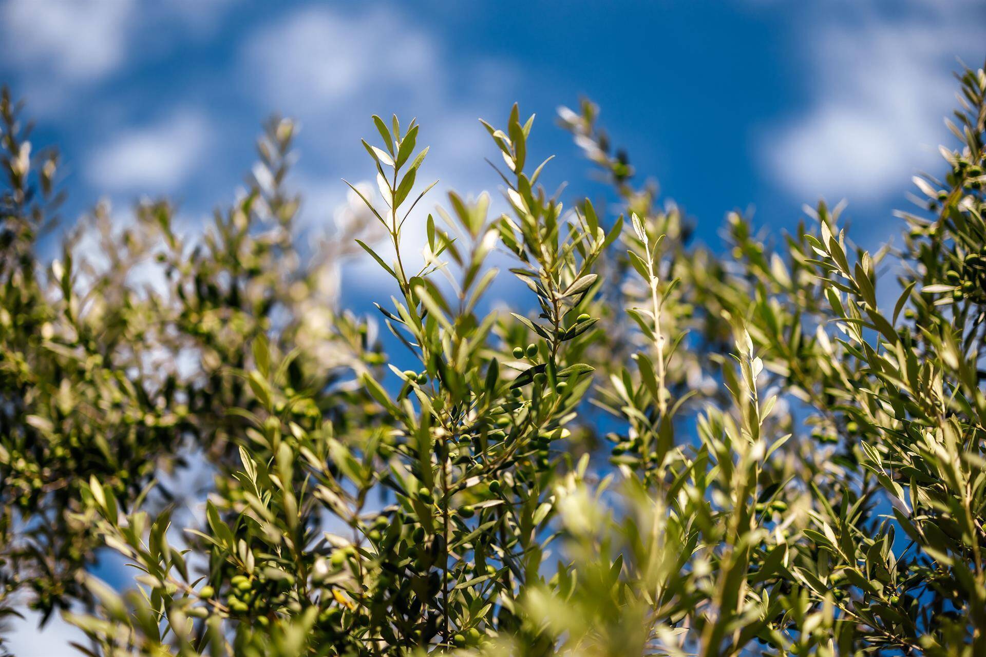 Azienda Agricola Pernigo Valpantena Valpolicella