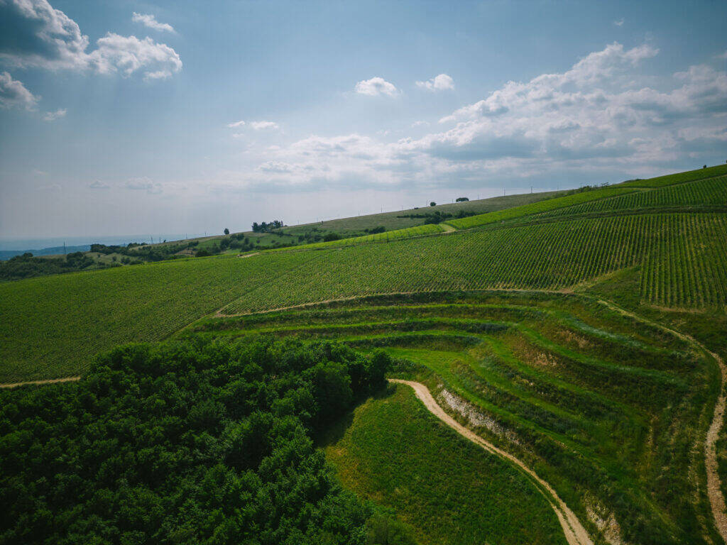 Valpantena, Collina dei ciliegi