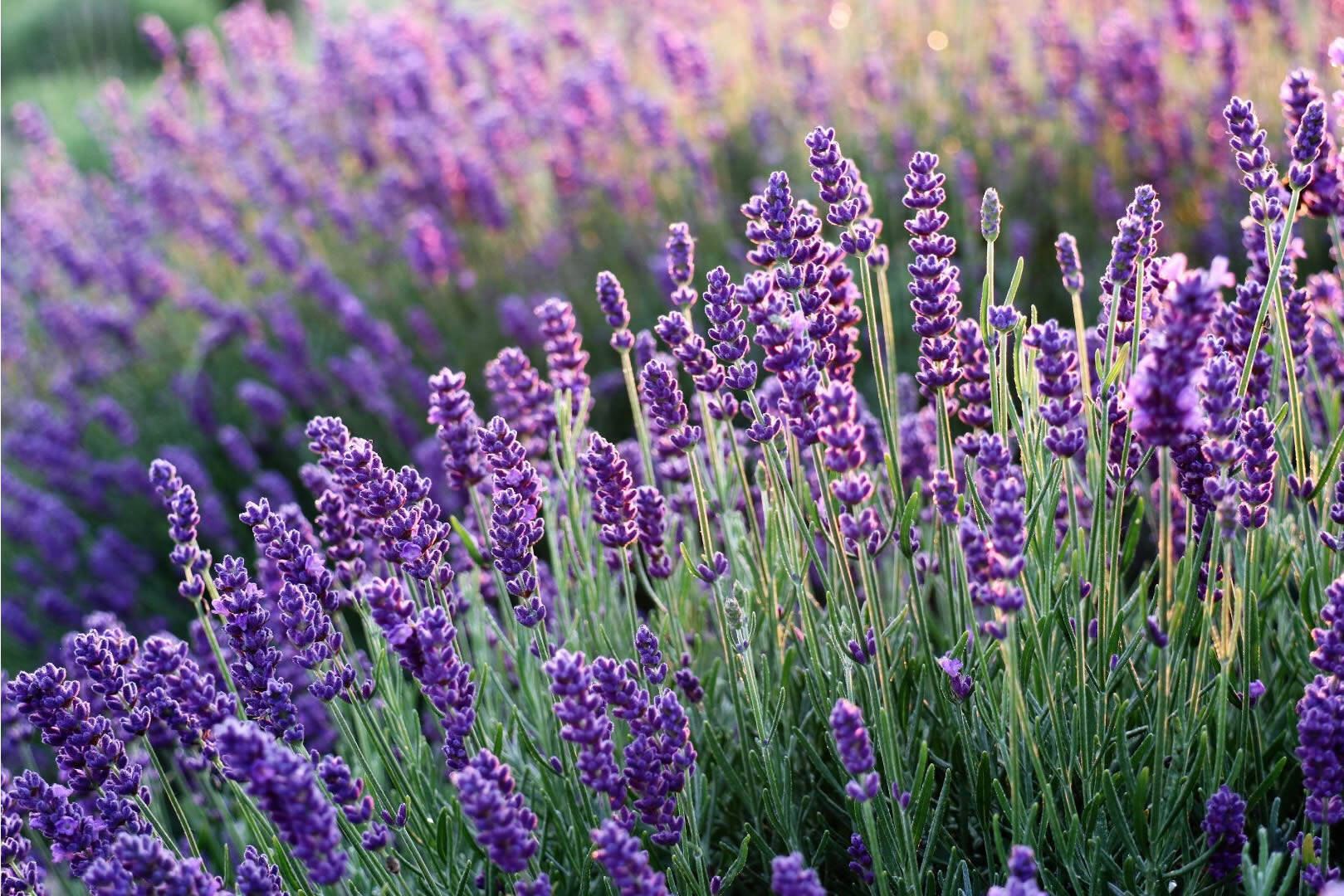 Festa della Lavanda