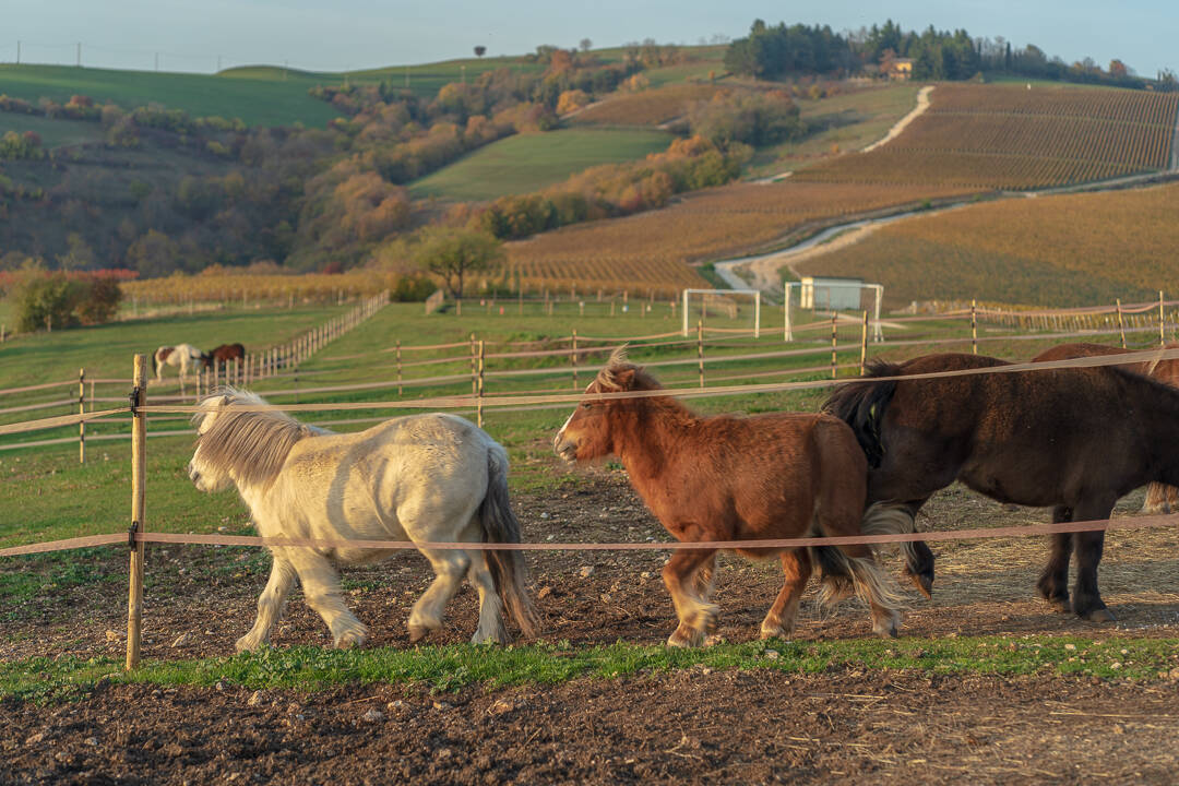 Percorsi a cavallo in Valpantena