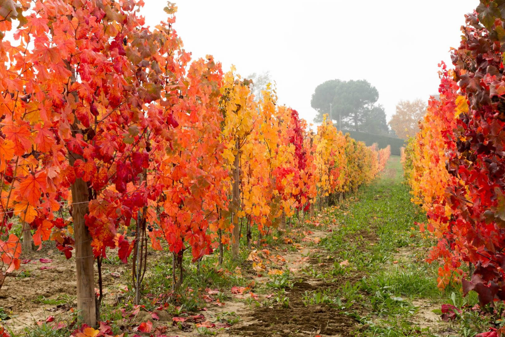 Foliage: un'atmosfera magica