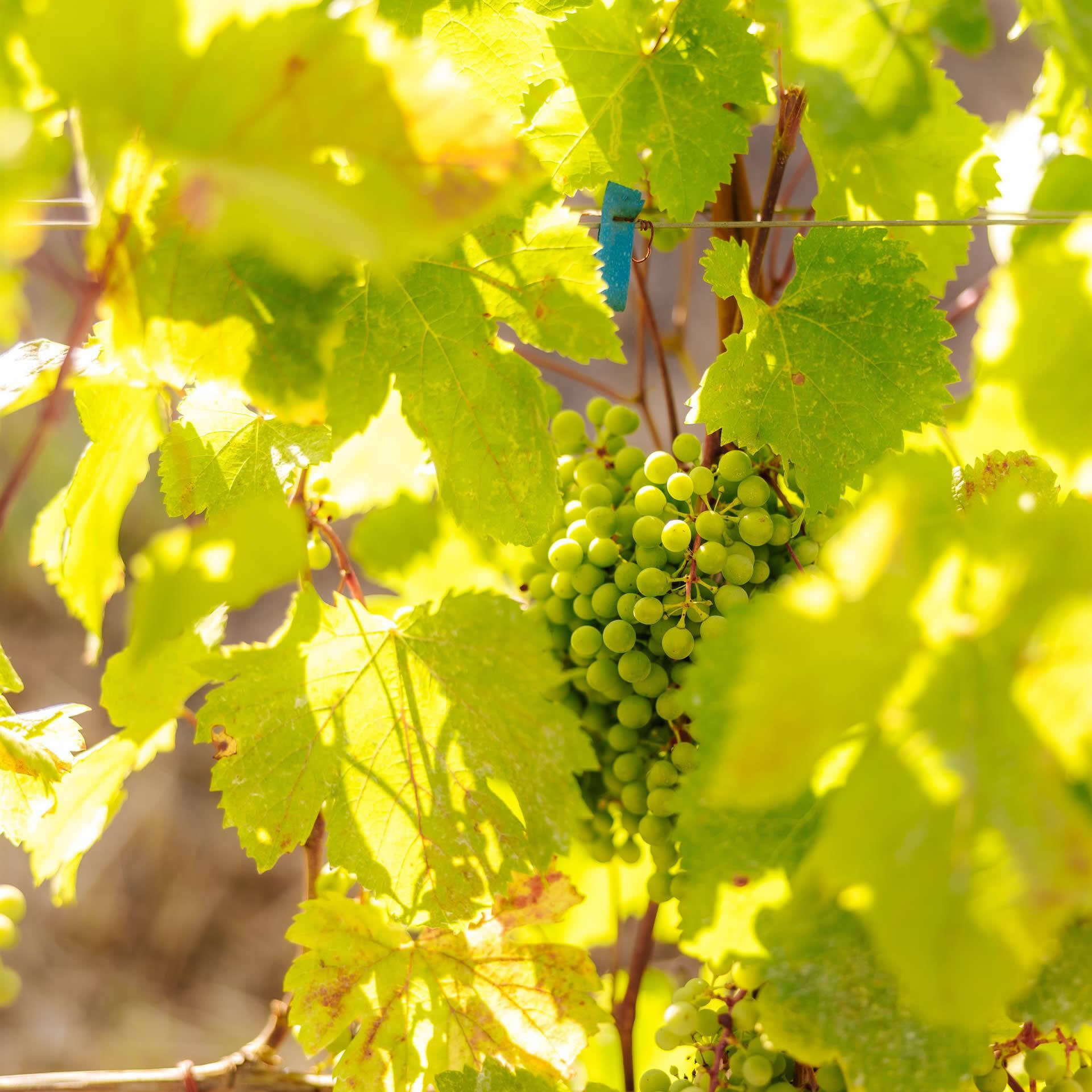 Wine in Valpantena