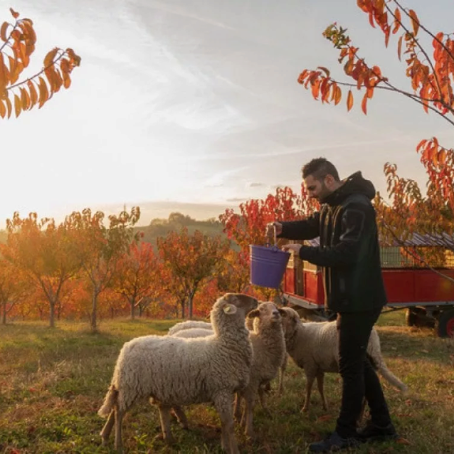 Prestigioso premio al progetto SHEEP-UP