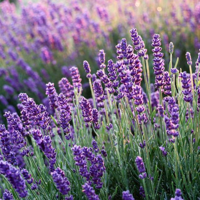 Festa della Lavanda