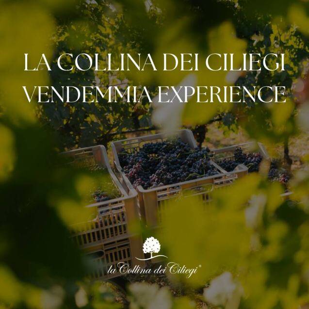 Vendemmia Experience