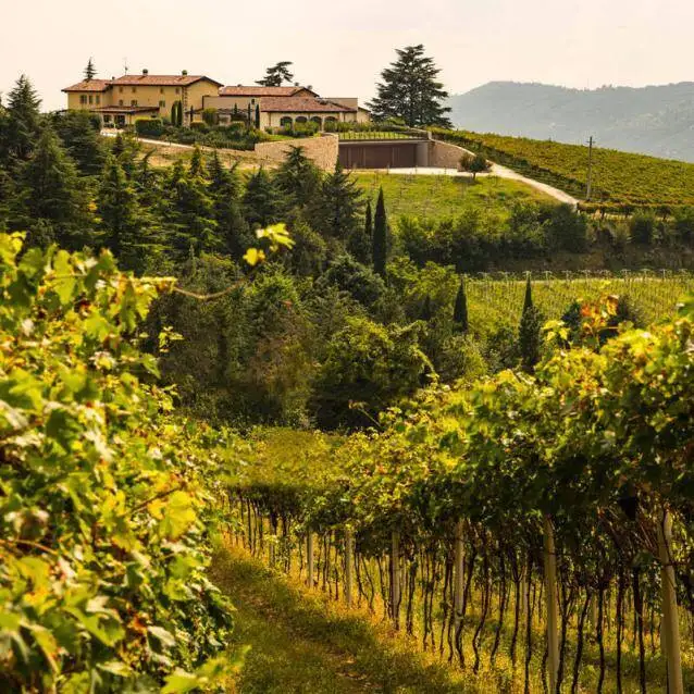 Csaba dalla Zorza  La Collina dei Ciliegi - Valpantena