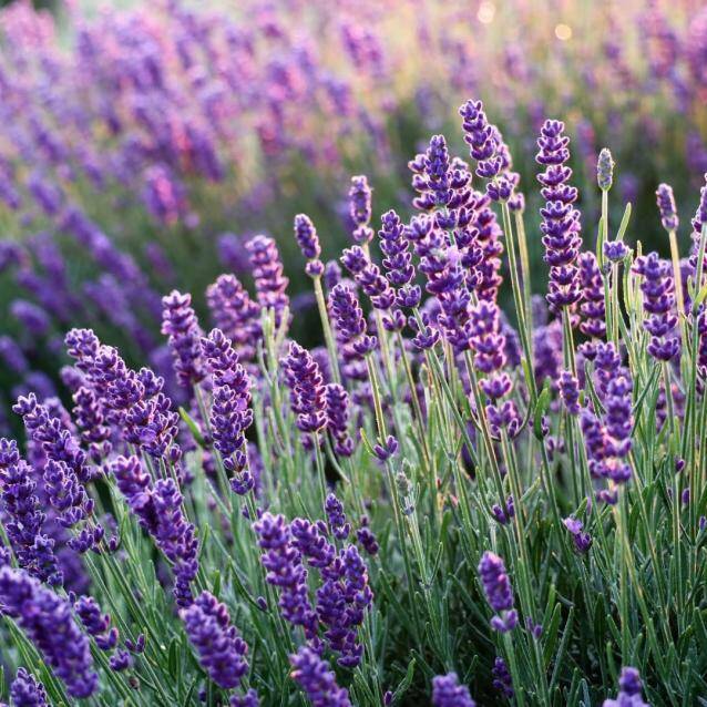 Lavender Festival